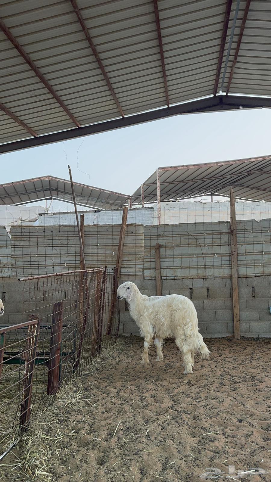 Najdi sheep63531997816705111