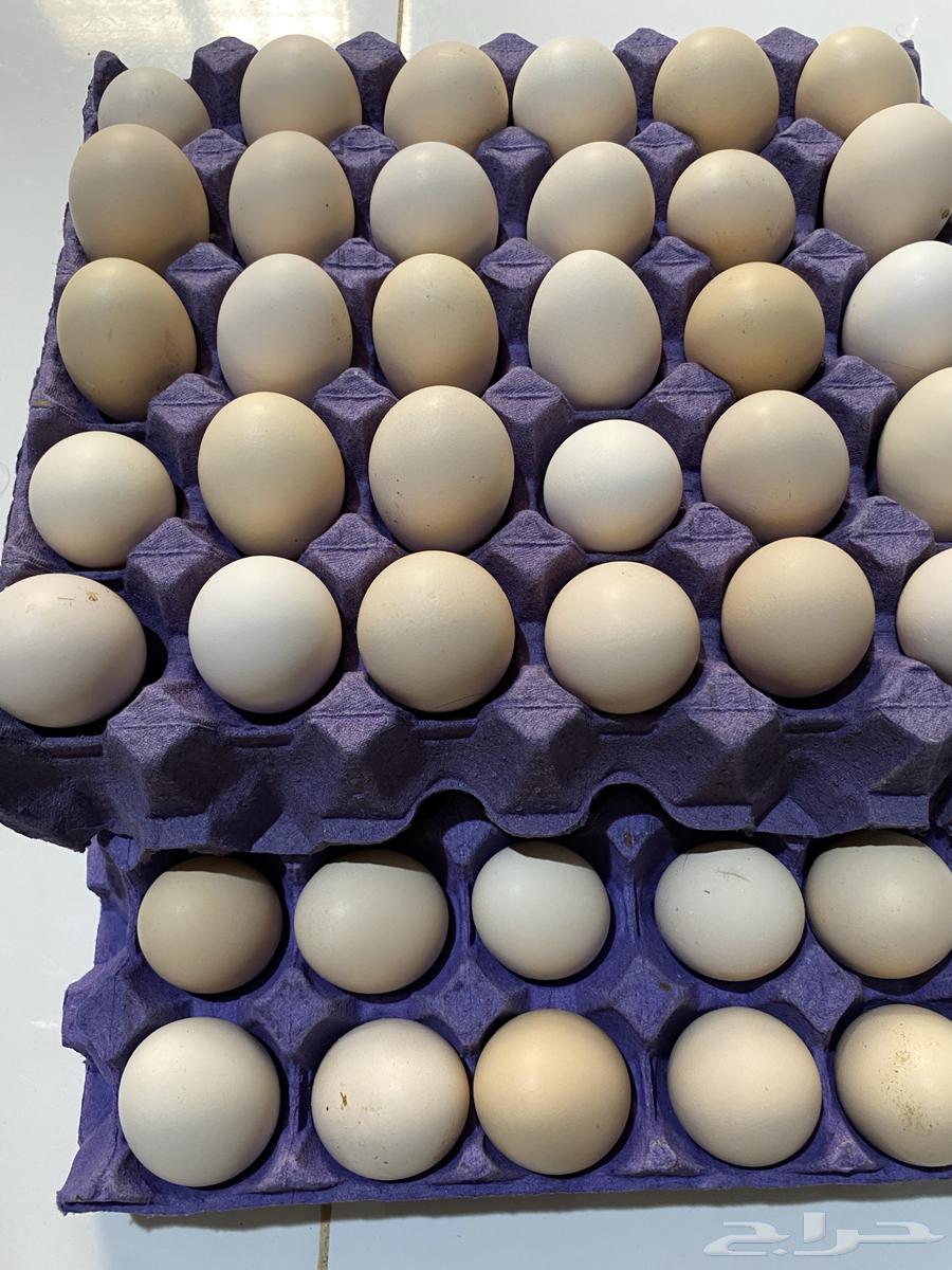 Local eggs63231899410945110