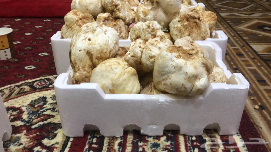 فقع زبيدي حق هدايا فاخر من الاخر63233873672067112