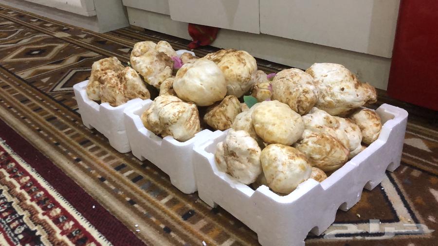 فقع زبيدي حق هدايا فاخر من الاخر63233873672067111