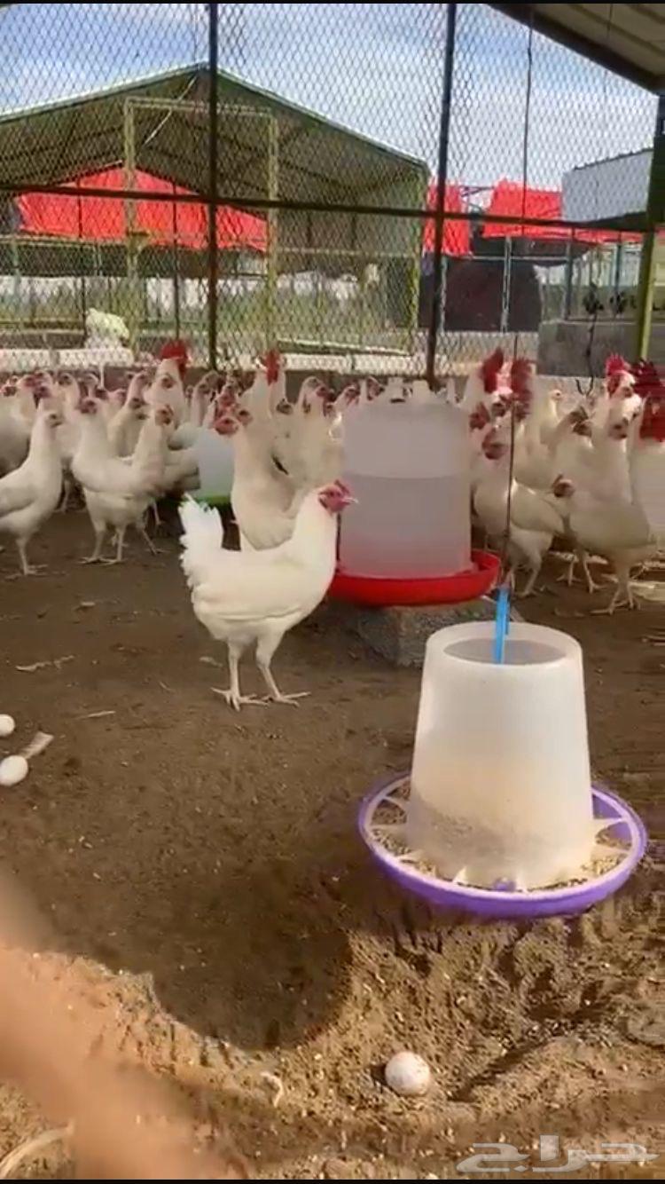 Fertilized eggs of white Arab chicken, royal certificate63231889652227111