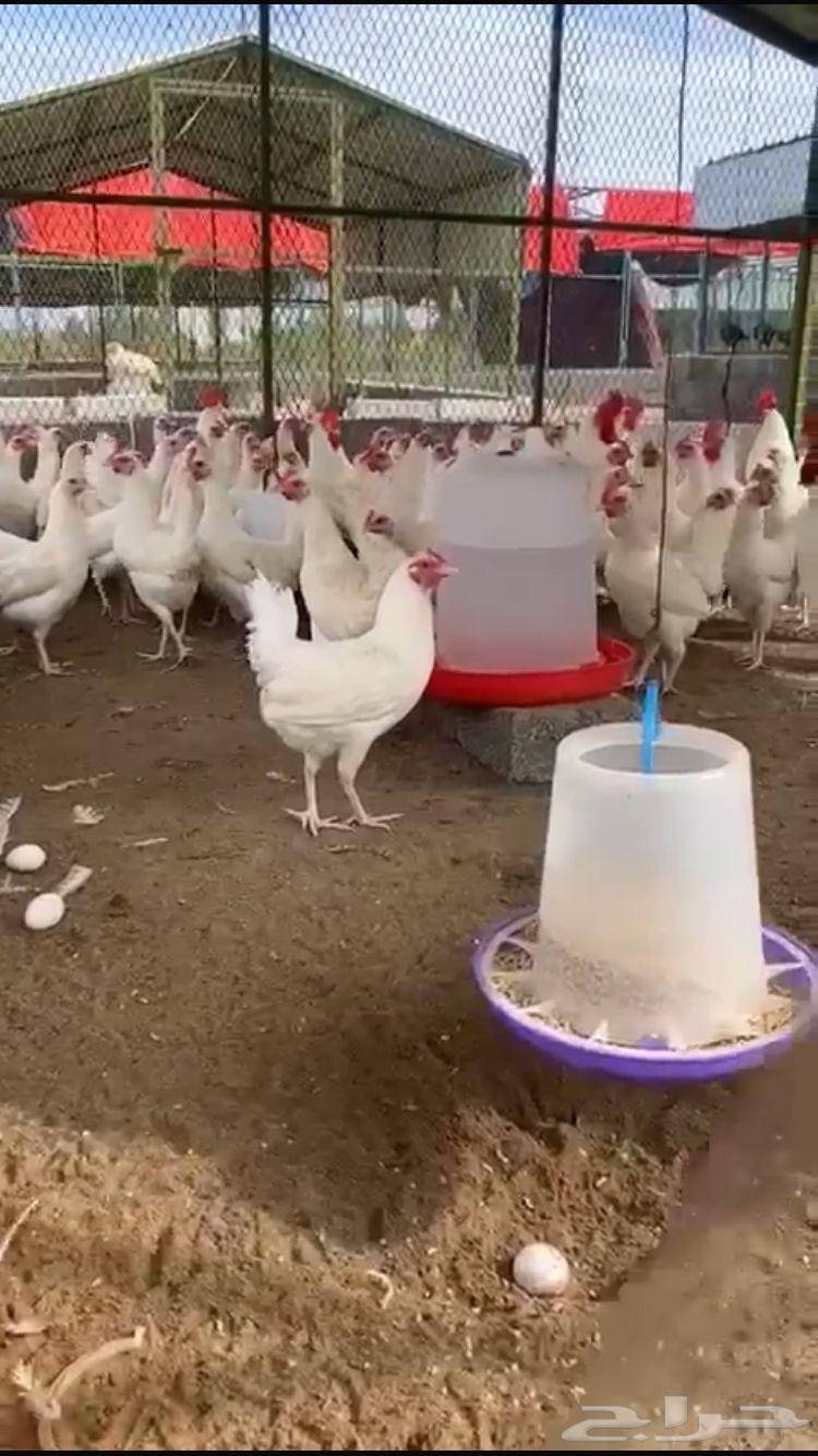 Fertilized eggs of white Arab chicken, royal certificate63231889652227110