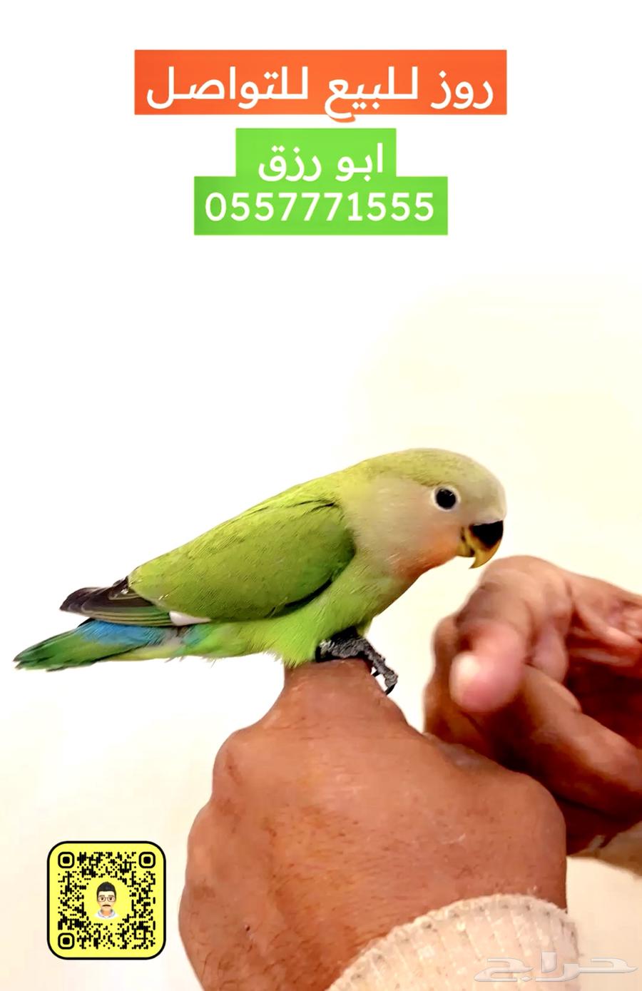 فرخ روز63227500700162118
