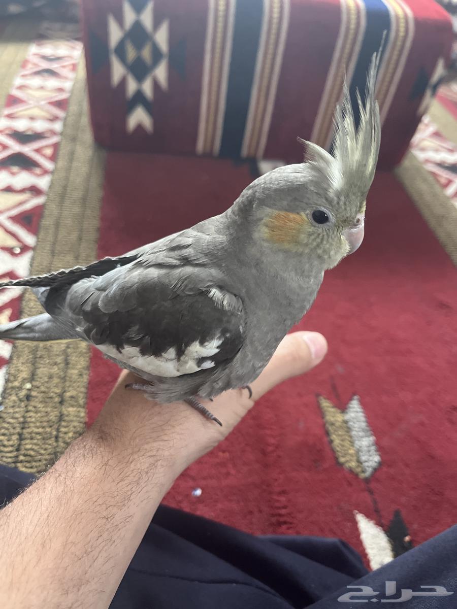 The Alfie cocktail has been sold.63531183647873112