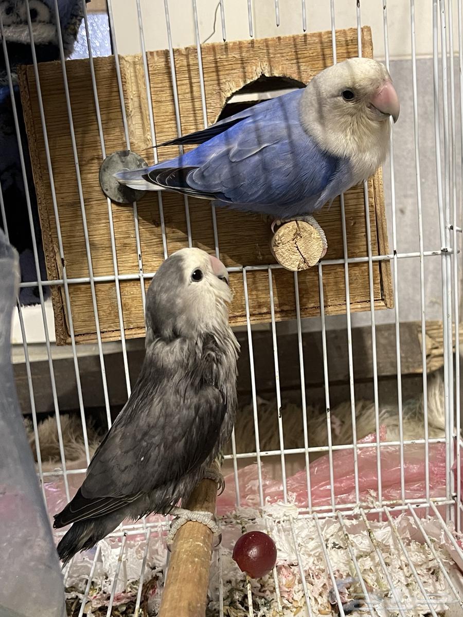 Birds for sale63229391669250112