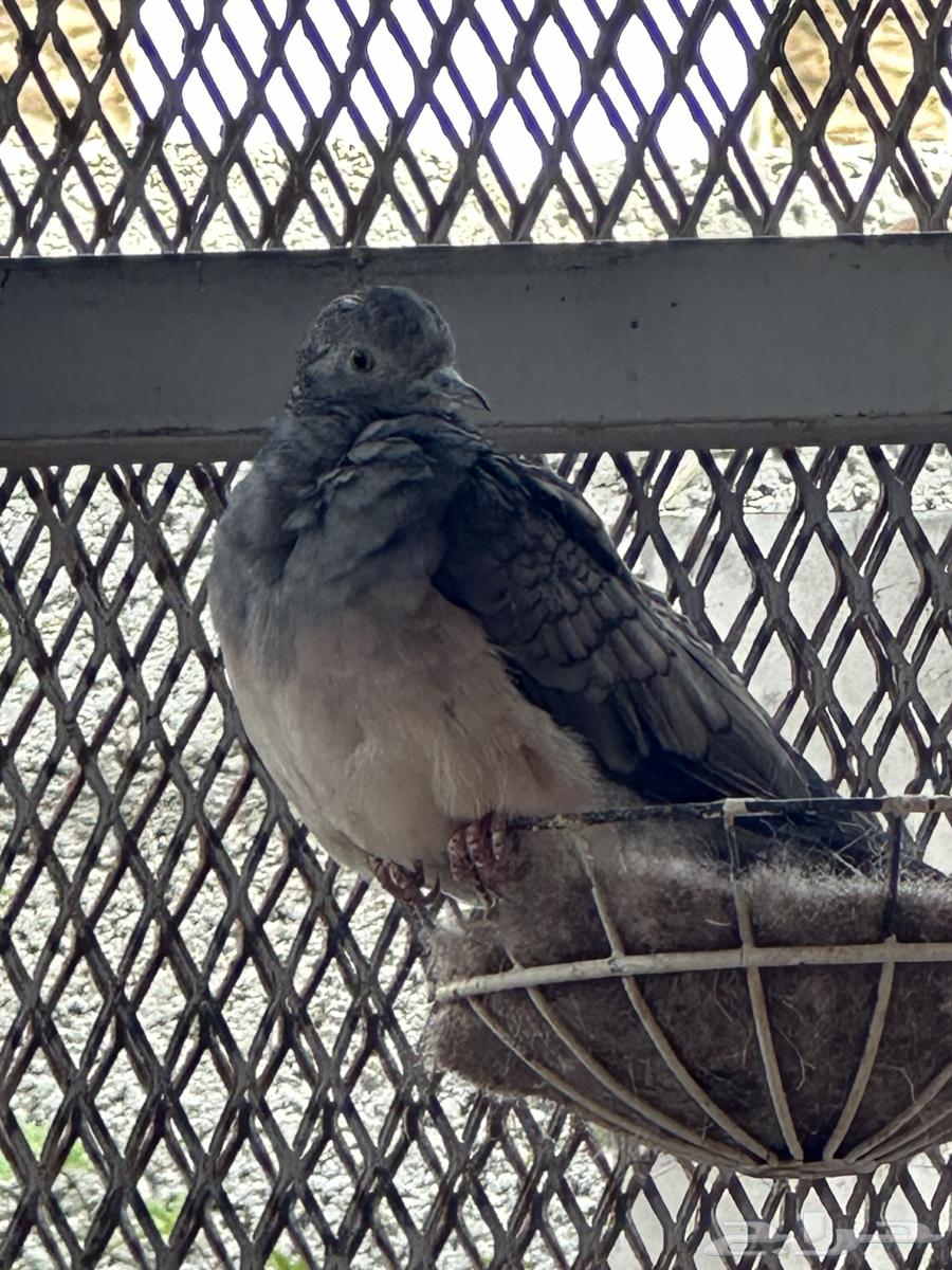 Dove, pigeon, crocodile63530690875905111