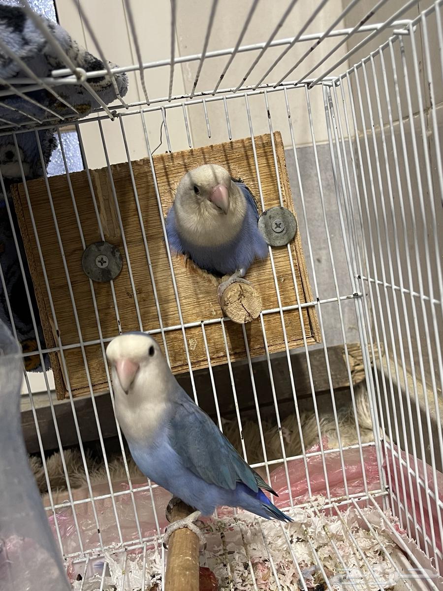 Birds for sale63229391669250113