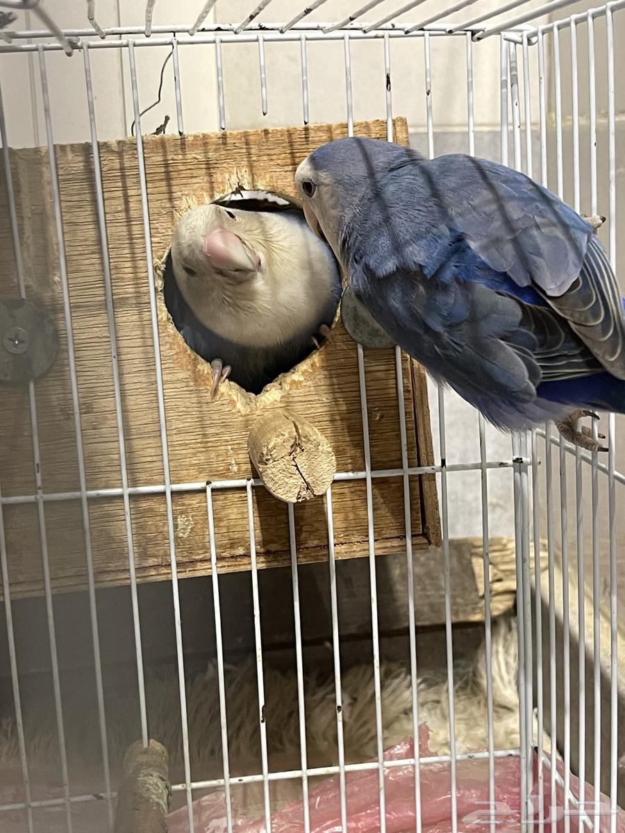Birds for sale63229391669250110