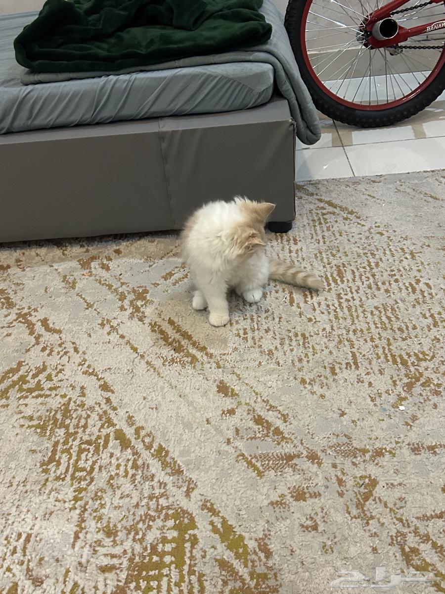 Two and a half month old kittens for sale. For contact, WhatsApp.63228541667841111