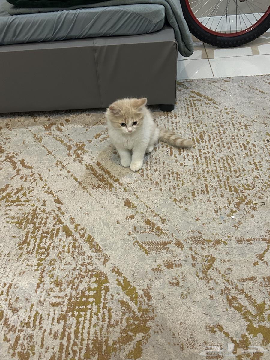 Two and a half month old kittens for sale. For contact, WhatsApp.63228541667841110