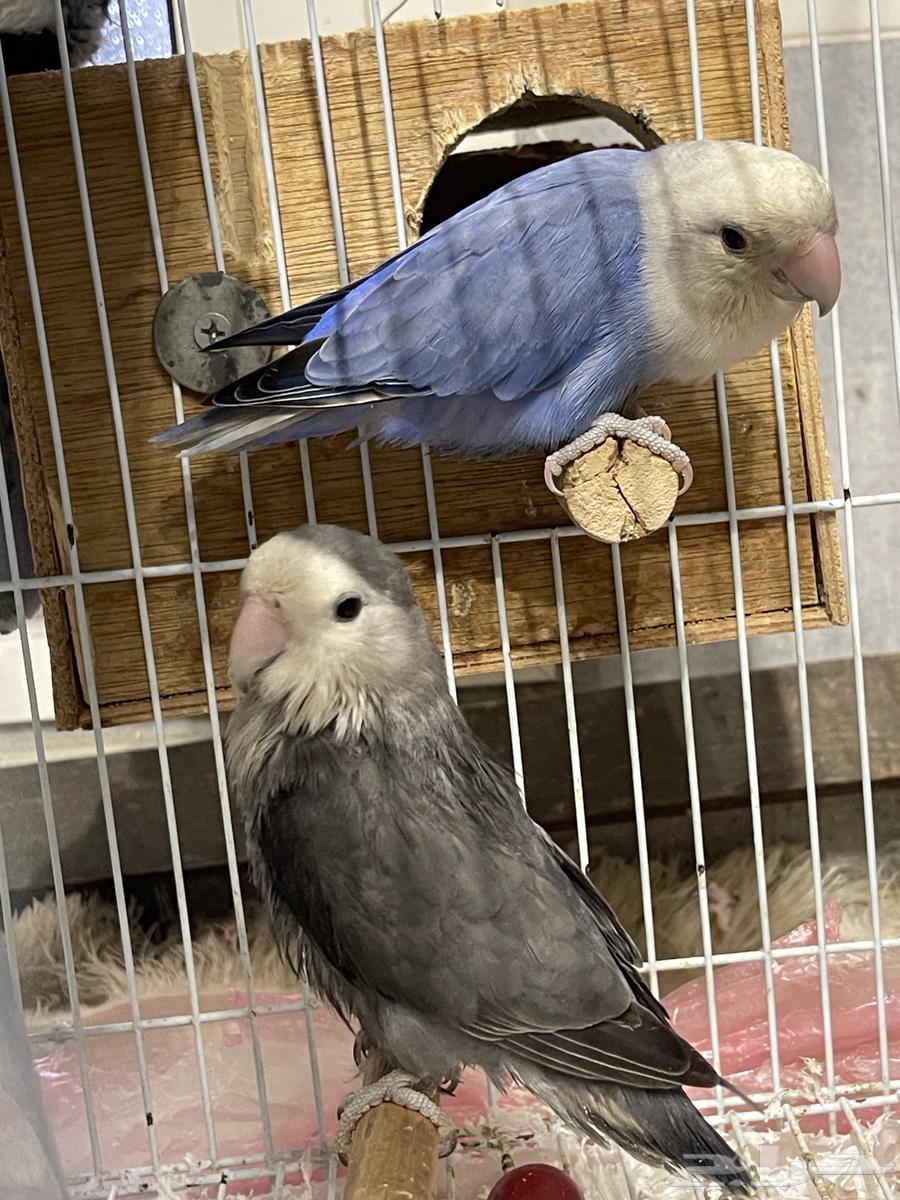 Birds for sale63229391669250114