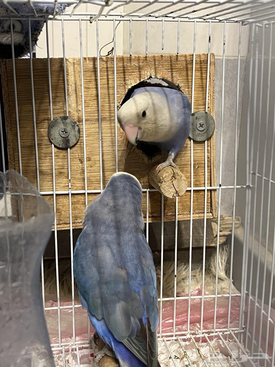 Birds for sale63229391669250111