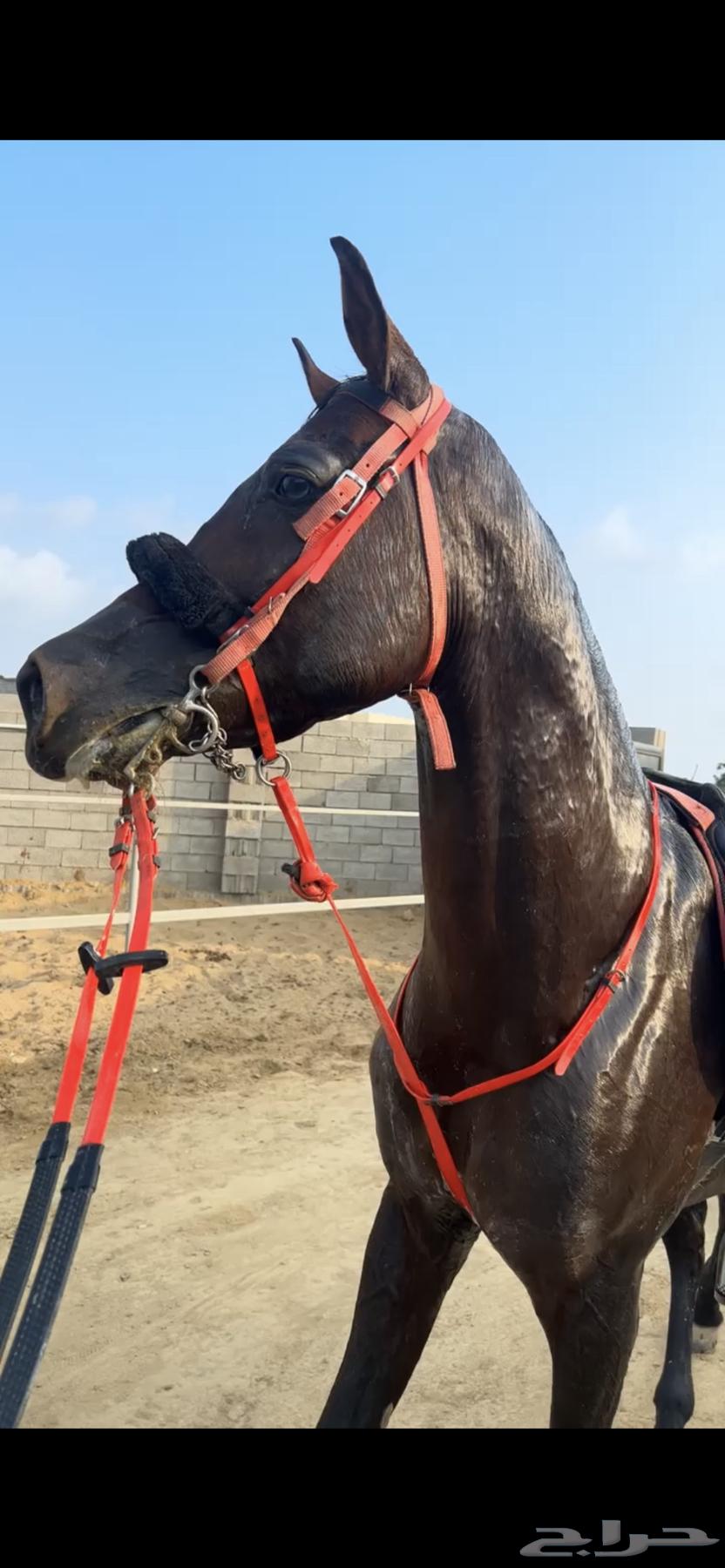 خيل شعبي63234846617474111