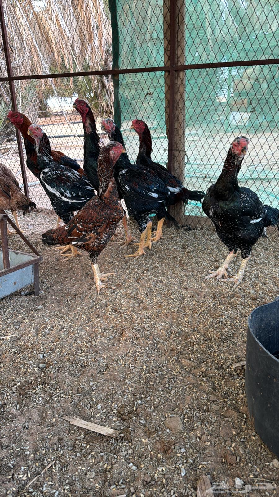First-grade Pakistani roosters63225049867009114