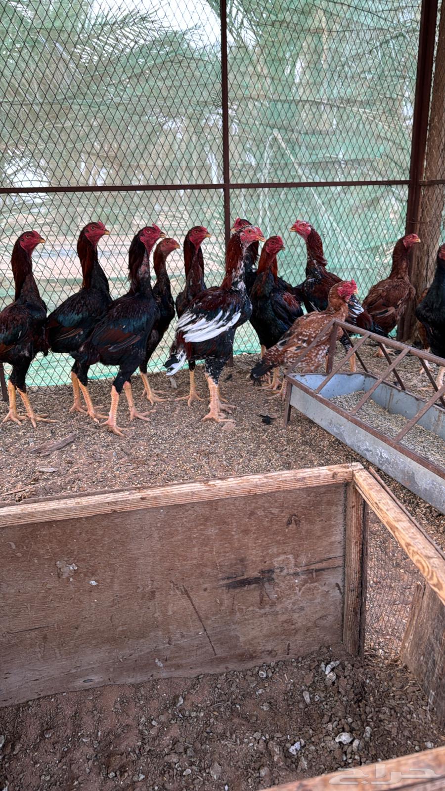 First-grade Pakistani roosters63225049867009113