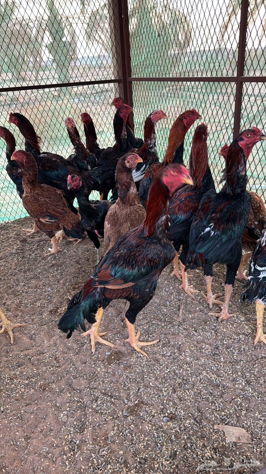First-grade Pakistani roosters63225049867009110