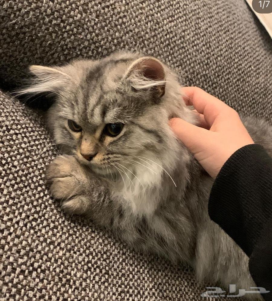 For adoption only63227503711362111