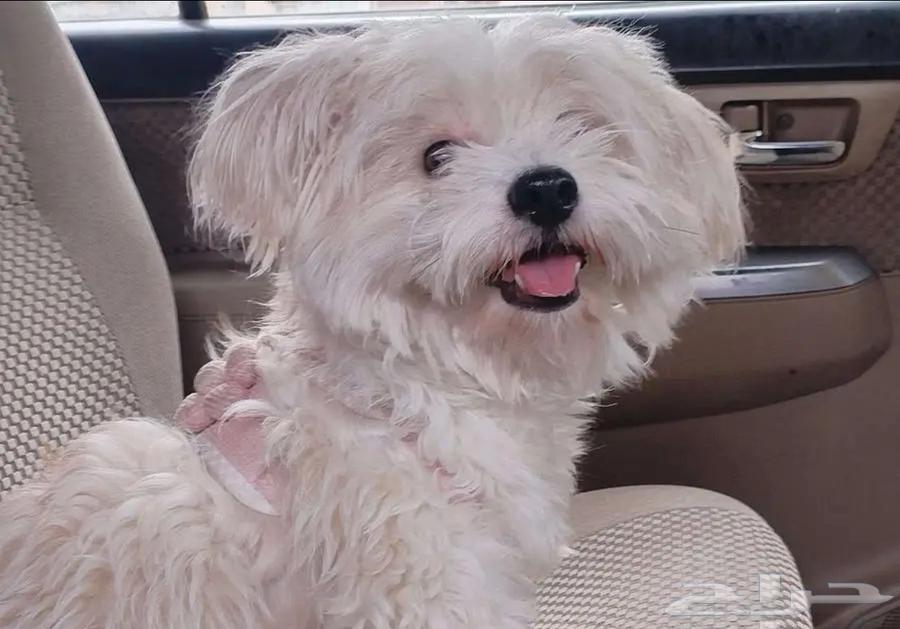 Maltese dog for sale63226478747651111