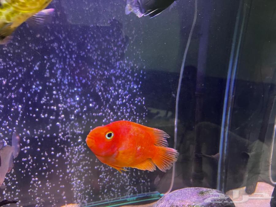 Arowana  Discus  Red Parrot  Texas  Jaguar Cichlid63225057048579114