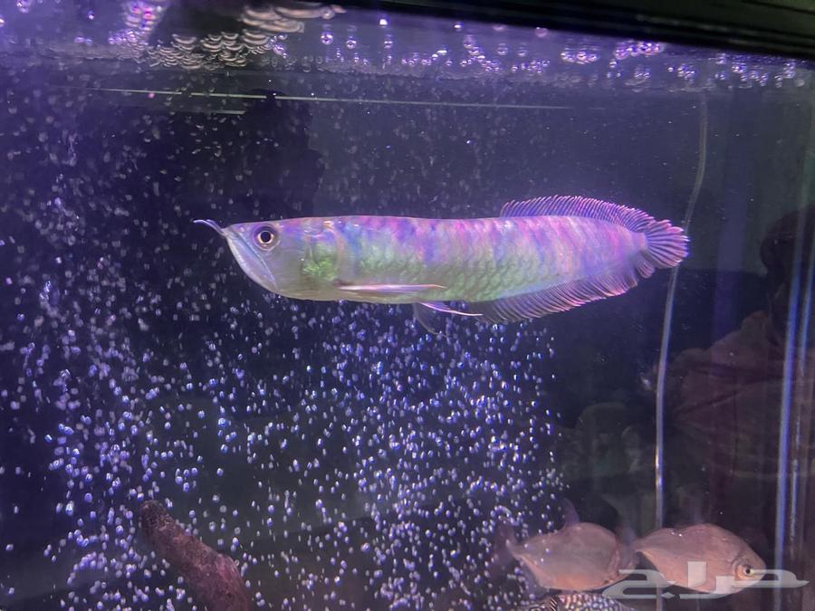 Arowana  Discus  Red Parrot  Texas  Jaguar Cichlid63225057048579113