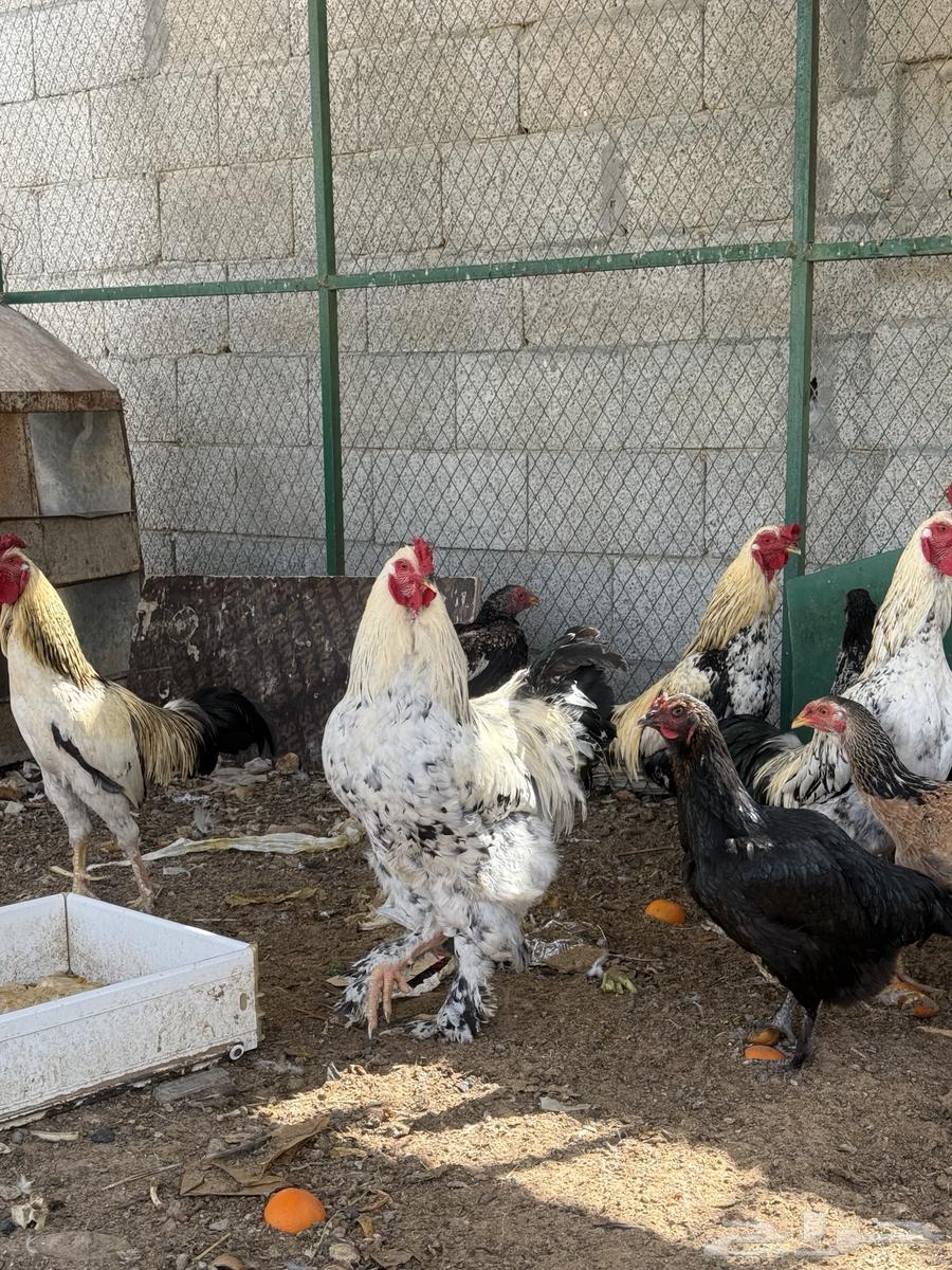 للبيع دجاج63224544260611112