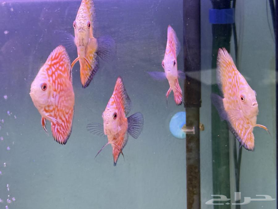 Arowana  Discus  Red Parrot  Texas  Jaguar Cichlid63225057048579112