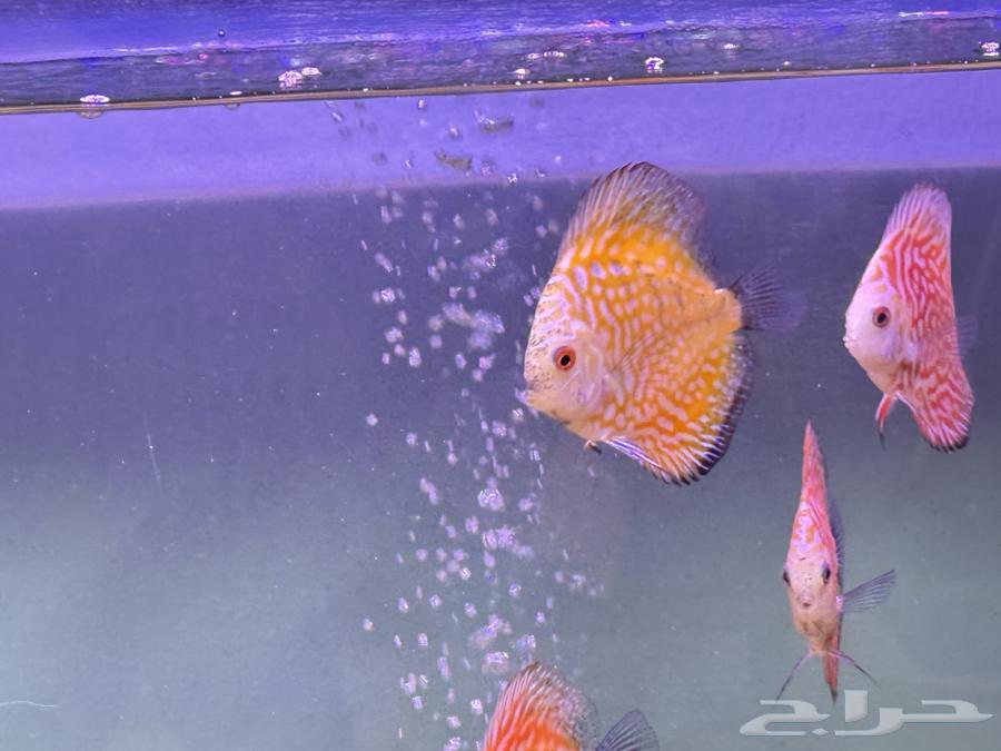Arowana  Discus  Red Parrot  Texas  Jaguar Cichlid63225057048579111