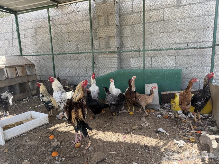 للبيع دجاج63224544260611114