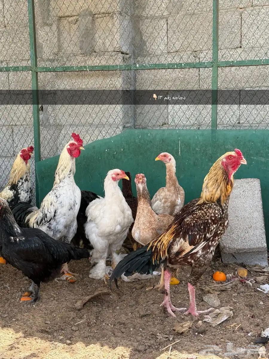 للبيع دجاج63224544260611113