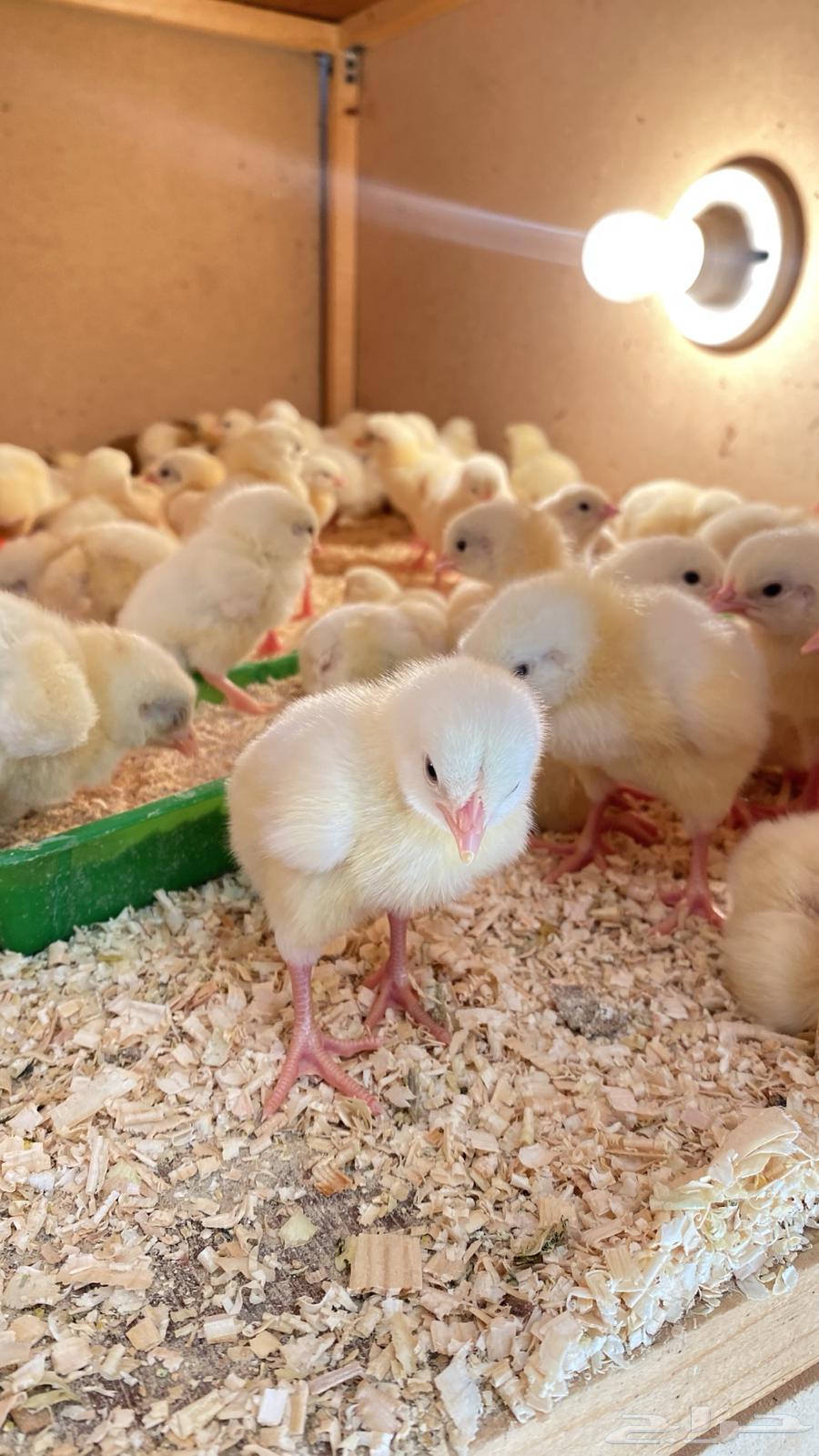 Rooster meat chicks63221565517825112