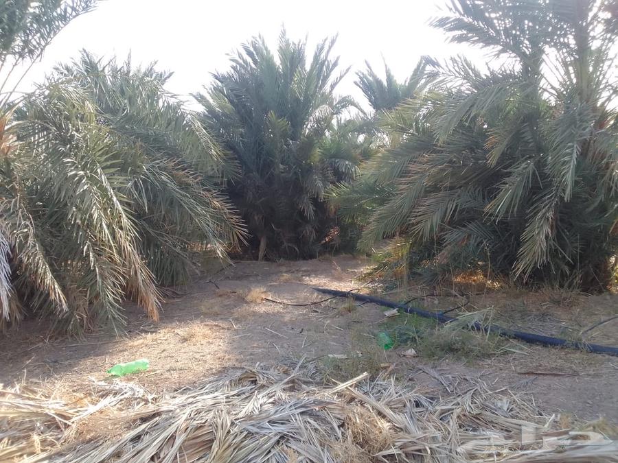 Date palm varieties63221550914178112