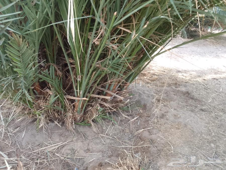 Date palm varieties63221550914178113