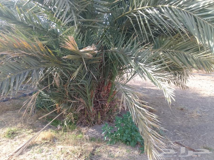 Date palm varieties63221550914178111
