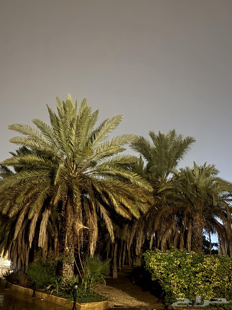 Palm trees for sale63221031710467111