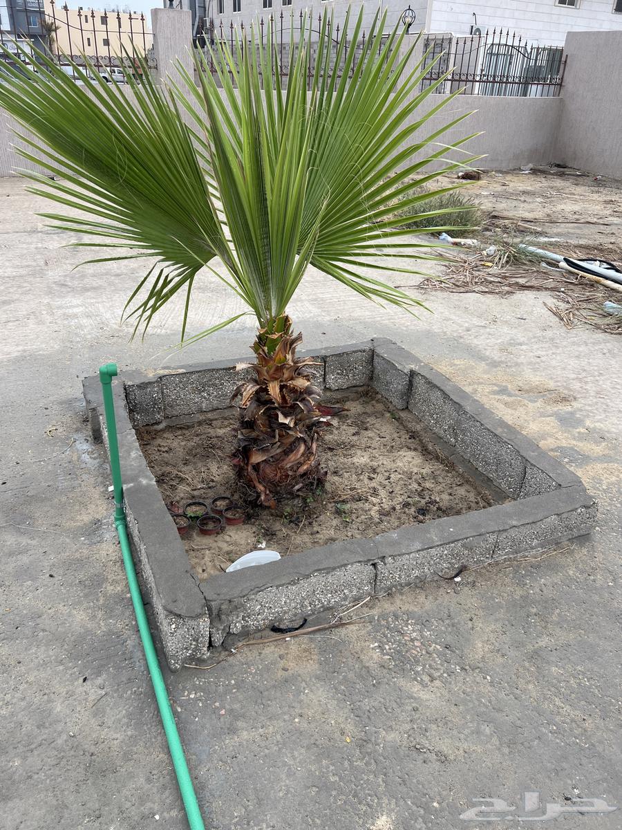 شجرة واشنطنية صغيرة632245622877471116