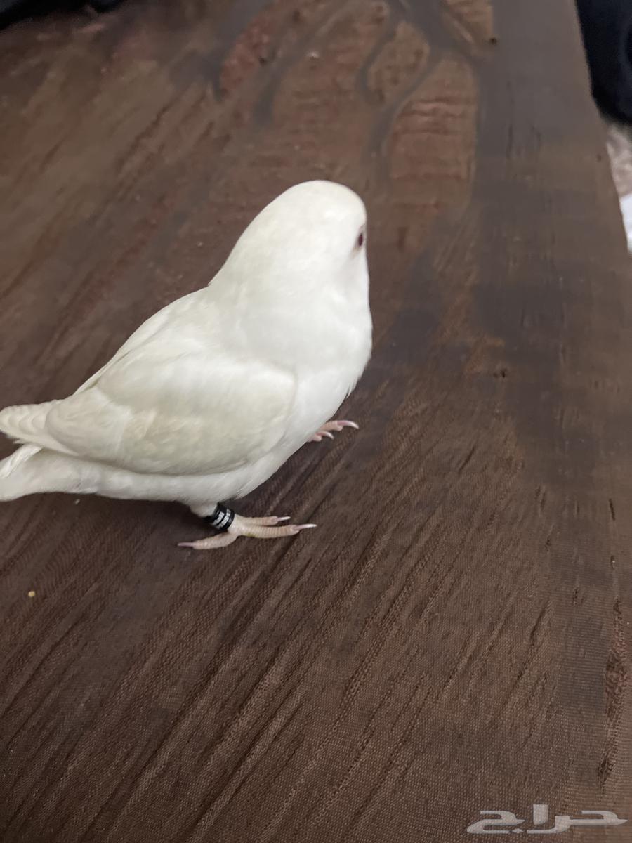Bird of the day of life. City and text63221555057793113