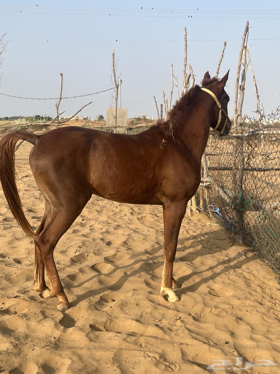 خيل شعبي63224076458241113