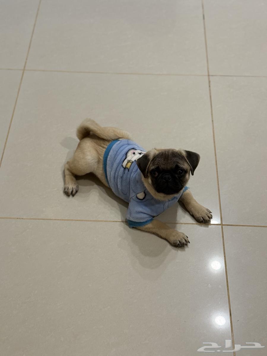 كلب بق للبيع63223571480578112