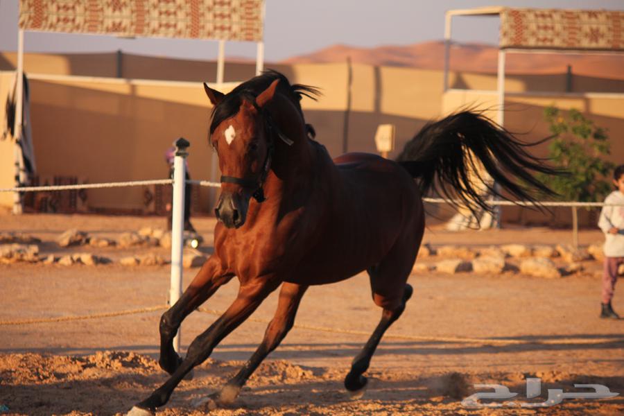 A horse and he was a boy, treasure of Al-Badair63221031806339114