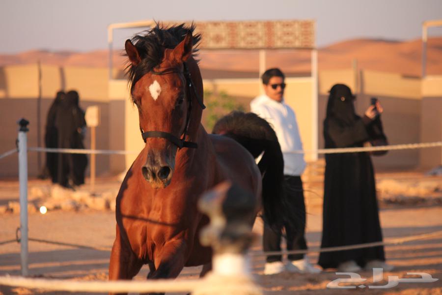 A horse and he was a boy, treasure of Al-Badair63221031806339112