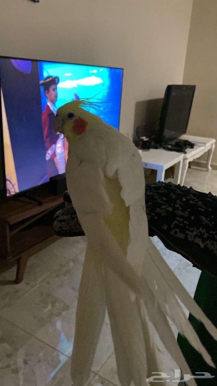 Crown health parrot 100 100 one year old and ready for production63008697235459111