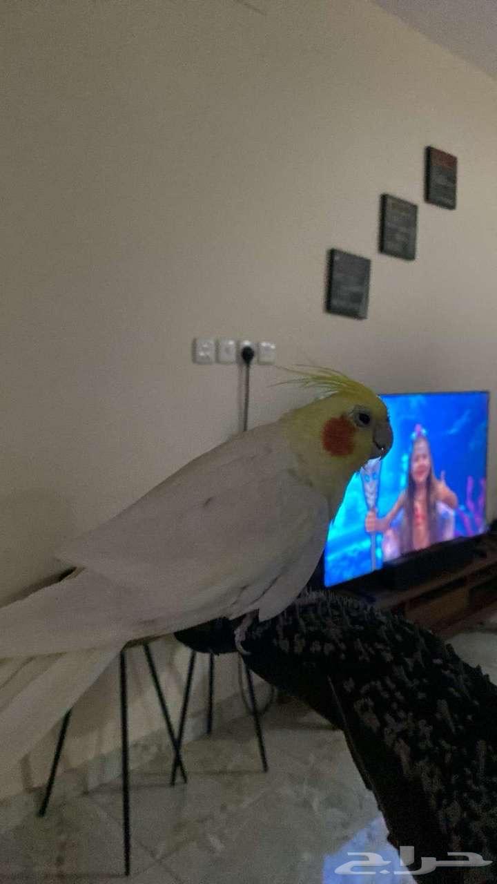 Crown health parrot 100 100 one year old and ready for production63008697235459113