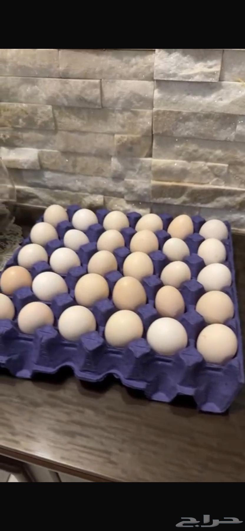 Fresh local eggs63224083166594111
