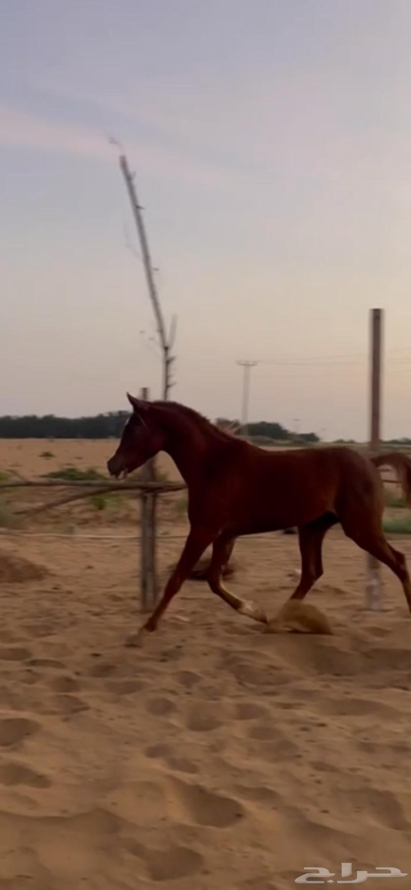 خيل شعبي63224076458241112