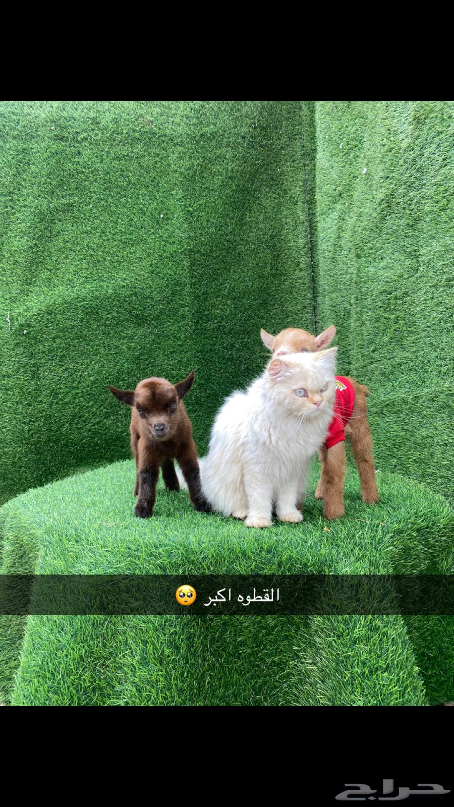 ماعز قزم63219564853890114