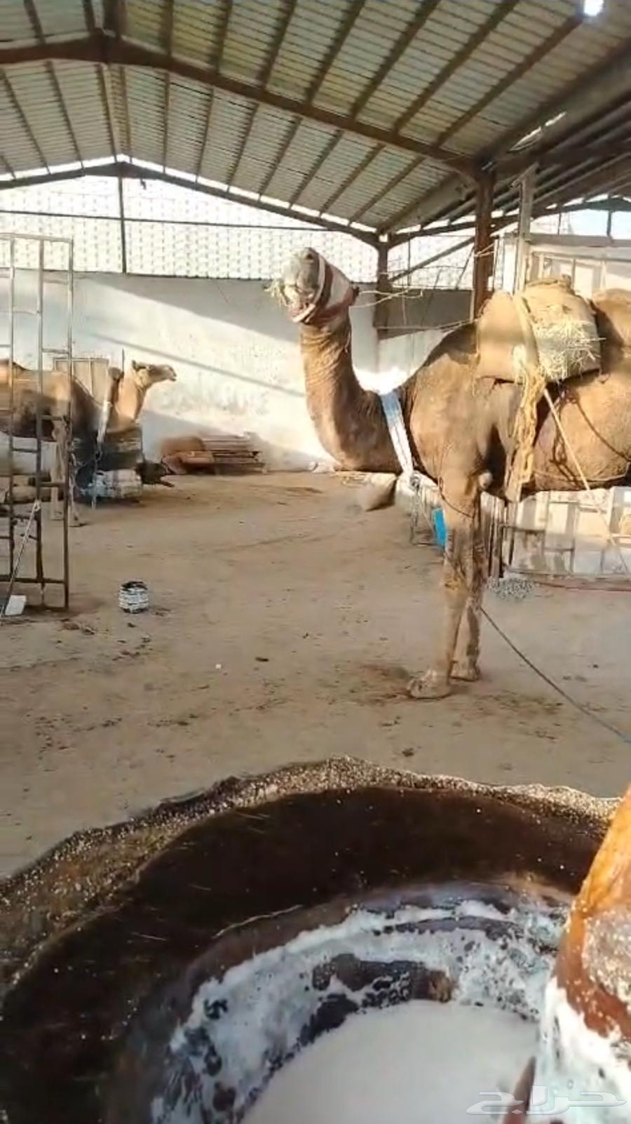 زيت السمسم سليط جيزاني63220040618755111