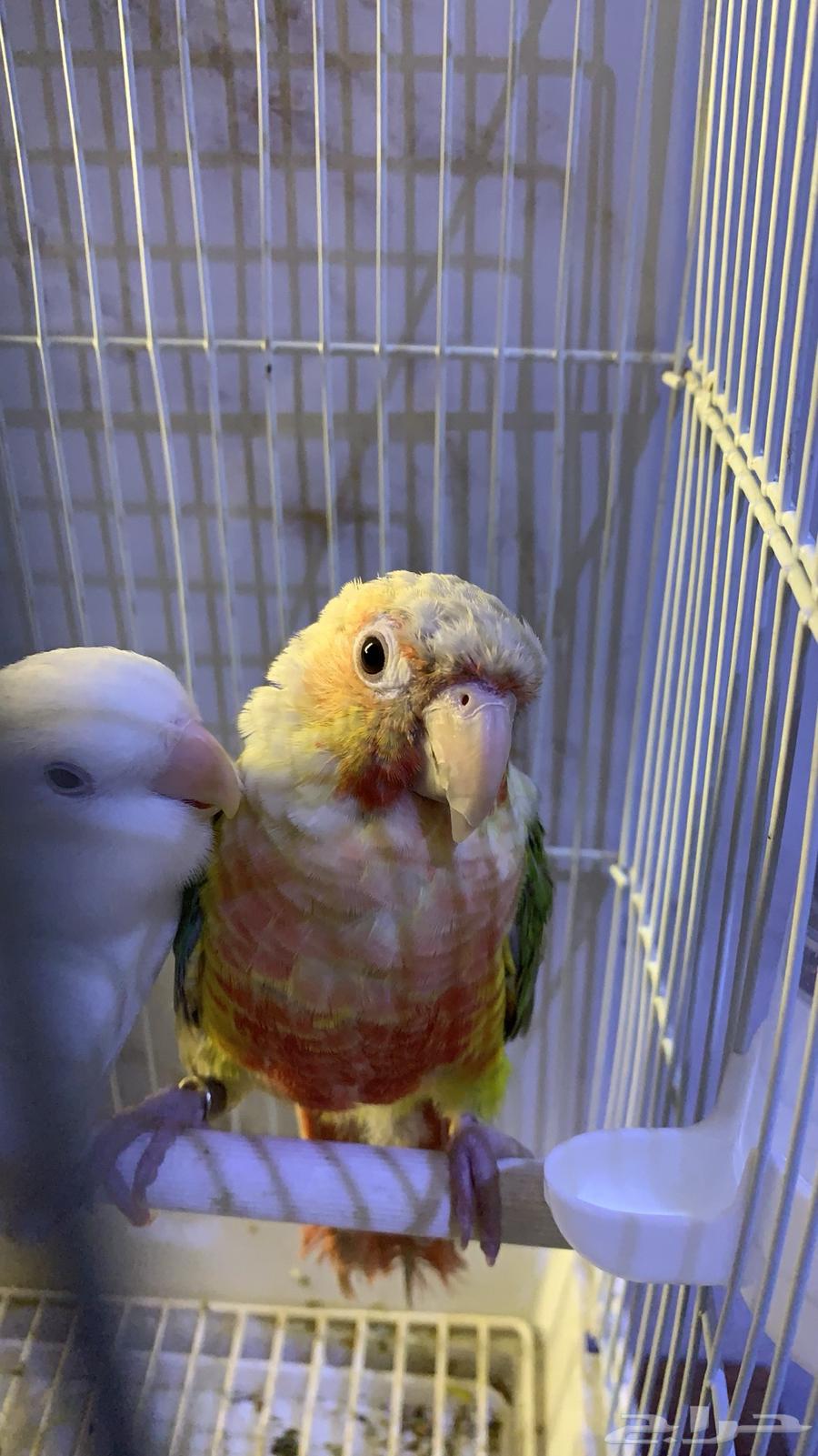 Kinyor and Roz Alif were threatened (sold).63221052659970114