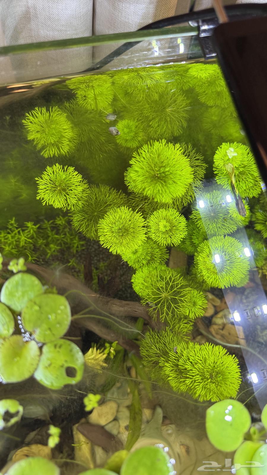 Aquatic plant snail shrimp prawn aquatic plants63219018767619113