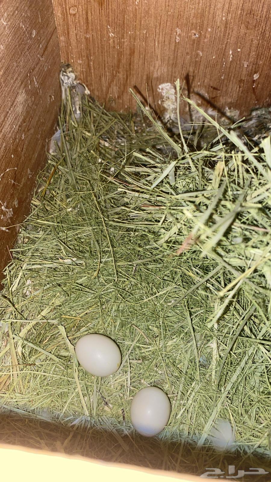 Joe laid two eggs produced under the sun.63221580453123111