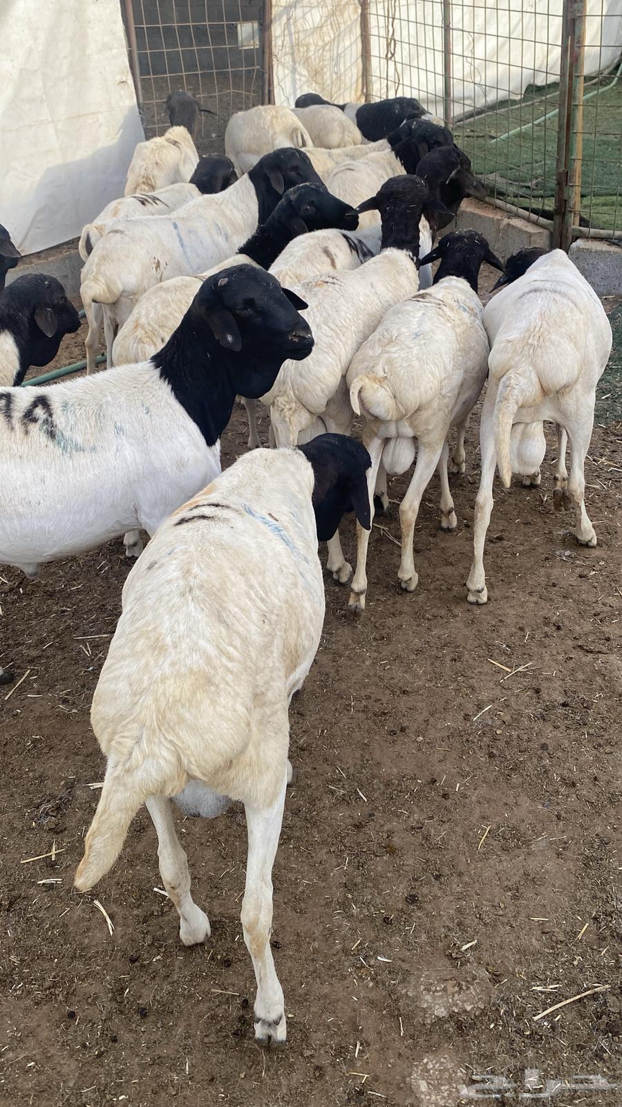 For sale, male lambs with pens63220521441923113